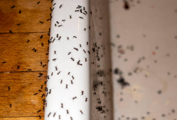 Best Wasp Removal Services  in Magnet Cove, AR